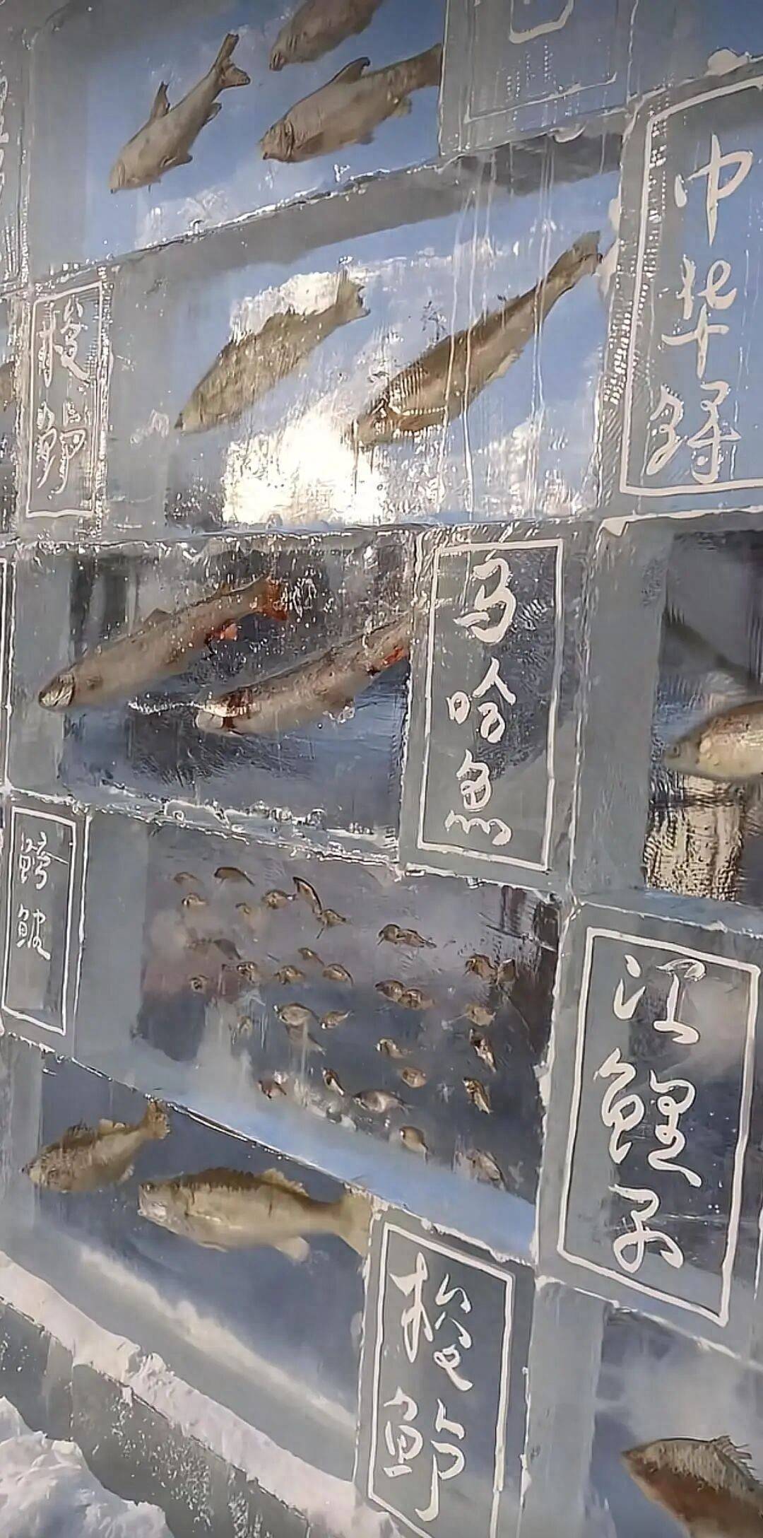 皇冠网_黑龙江三江口景区现3米高“冰封鱼墙”皇冠网，中华鲟等20余种江鱼成“冰琥珀”，去年这些鱼展后还被竞拍