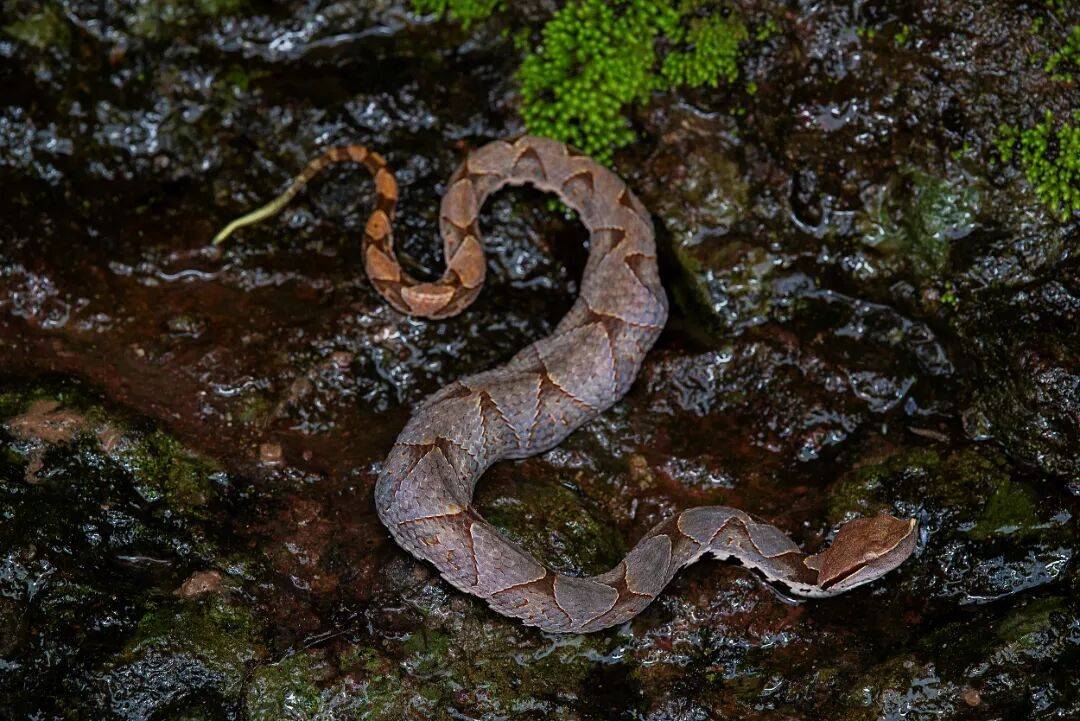 世界杯足球2026_惊魂世界杯足球2026！1米长五步蛇藏电瓶车挡风被下！男子开锁时被咬中…